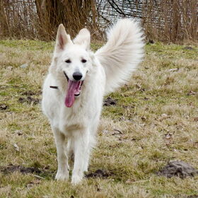 Hondenfoto van Hetty & Skipper