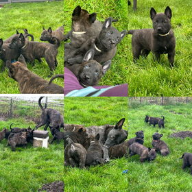 Hondenfoto van Dutchshepherdteam 
