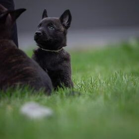 Hondenfoto van Dutchshepherdteam 