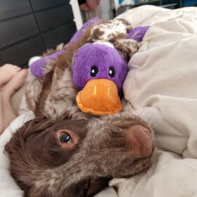Hondenfoto van chay & dolci