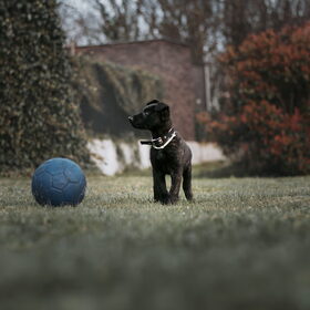 Hondenfoto van Dutchshepherdteam 