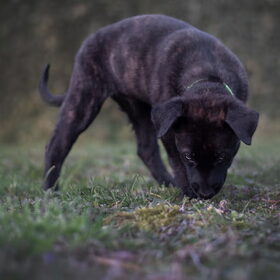 Hondenfoto van Dutchshepherdteam 