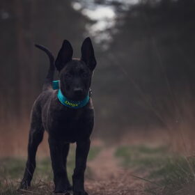 Hondenfoto van Dutchshepherdteam 