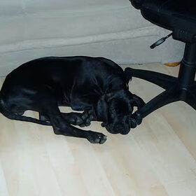 Bailey als pupje..