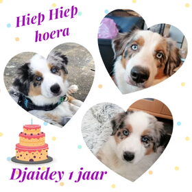 Hondenfoto van Danielle, Kyra*Kaylin*, Djaira en Djaidey