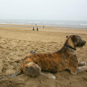 Mac bleek een echte strandhond te zijn