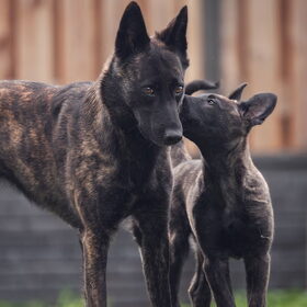 Hondenfoto van Dutchshepherdteam 
