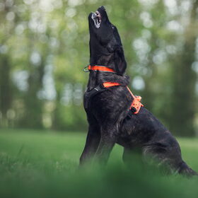 Hondenfoto van Dutchshepherdteam 