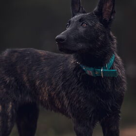 Hondenfoto van Dutchshepherdteam 