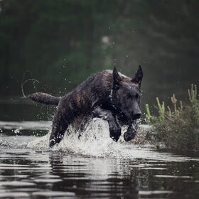Hondenfoto van Dutchshepherdteam 