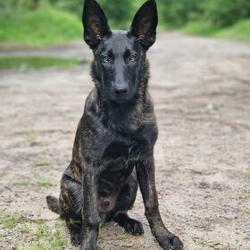 Hondenfoto van Dutchshepherdteam 