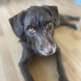 Hondenfoto van Dana 