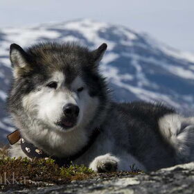 Hondenfoto van Alaska's Finest!