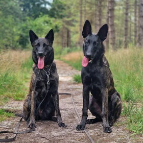 Hondenfoto van Dutchshepherdteam 