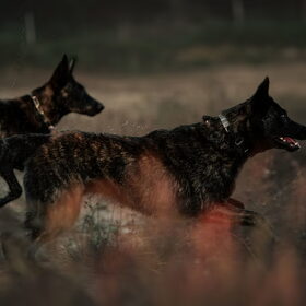 Hondenfoto van Dutchshepherdteam 