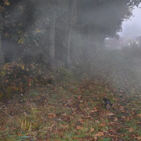 Mistflarden.
