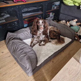 Hondenfoto van chay & dolci