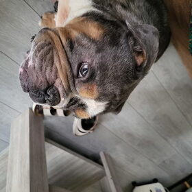 Hondenfoto van SaraE.