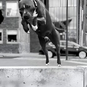 Rambo 8 dec 2024! ??