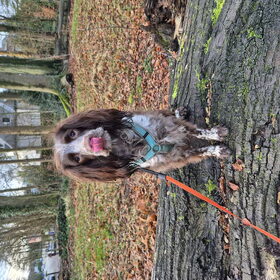 Hondenfoto van chay & dolci