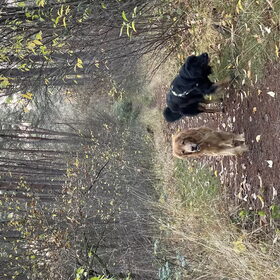 Loslopend in het bos, Ivoir helpt Dustin met ‘impuls controle’…