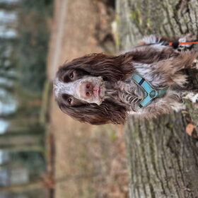 Hondenfoto van chay & dolci