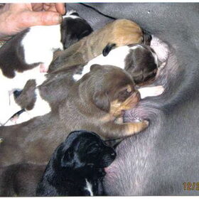 Brownie 2 weekjes oud