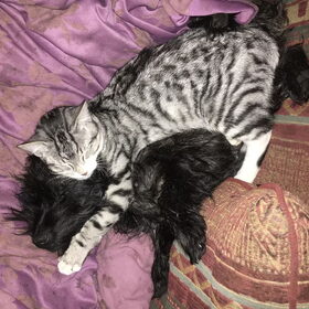 Hondenfoto van Heidi & Noortje