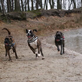 Boxerwandeling Galderse Meren Samen met mijn vriendjes Siron en…