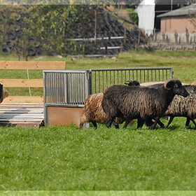 Cute tijdens haar eerste trial (Hollands parcour)