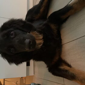 Hondenfoto van Hovawart fan