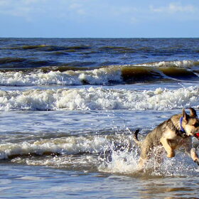 En hop.....de zee in!
