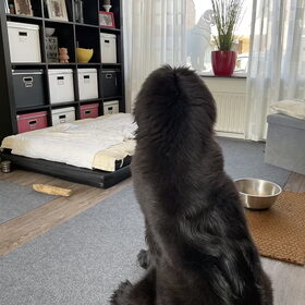 Hondenfoto van Willemijn - baasje van Vika .           Bams  en Ogin   ¥ .
