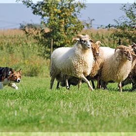 Ook Ejay loopt trials, deze foto is genomen bij ons thuis