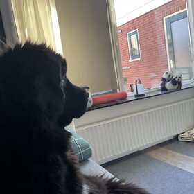 Hondenfoto van Willemijn - baasje van Vika .           Bams  en Ogin   ¥ .