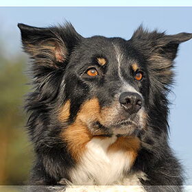 Mijn Luna, de teef waar alles mee begon !