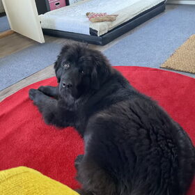 Hondenfoto van Willemijn - baasje van Vika .           Bams  en Ogin   ¥ .