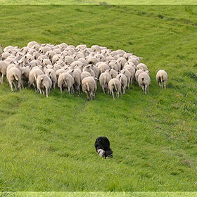 Luna met een kudde van 100 schapen, niets is haar te veel.