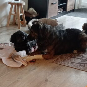 Hondenfoto van Annelies met  Sem