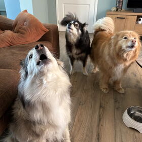 Hondenfoto van Marijke - Aila, Dinja & Evi