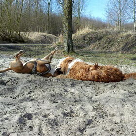 Hondenfoto van Suus, Chaos en Senna