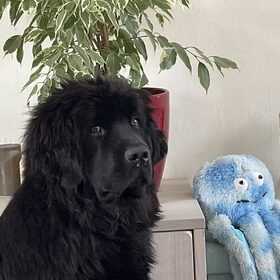 Hondenfoto van Willemijn - baasje van Vika .           Bams  en Ogin   ¥ .