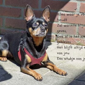 Alweer 1 jaar zonder Balou.