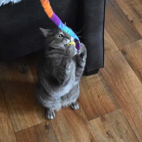 Nemo aan het spelen.