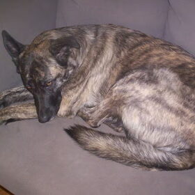 Onze lieve meid Kyra