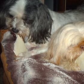 Hondenfoto van liesbeth,Turbo,Luna, Levi en Faith
