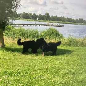 Hondenfoto van Willemijn - baasje van Vika .           Bams  en Ogin   ¥ .