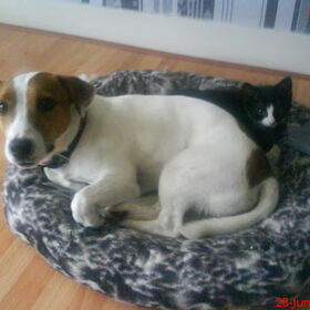 Pukkie Met Master Lief He