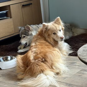 Hondenfoto van Marijke - Aila, Dinja & Evi