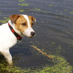 In Het Water